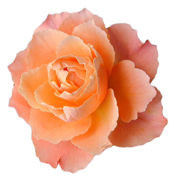0_77bc6_ea03488e_XL.png