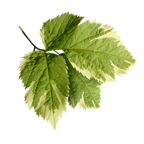 0_7b977_d6181903_XL.png